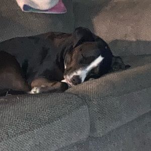 Meet your Posher, Annette